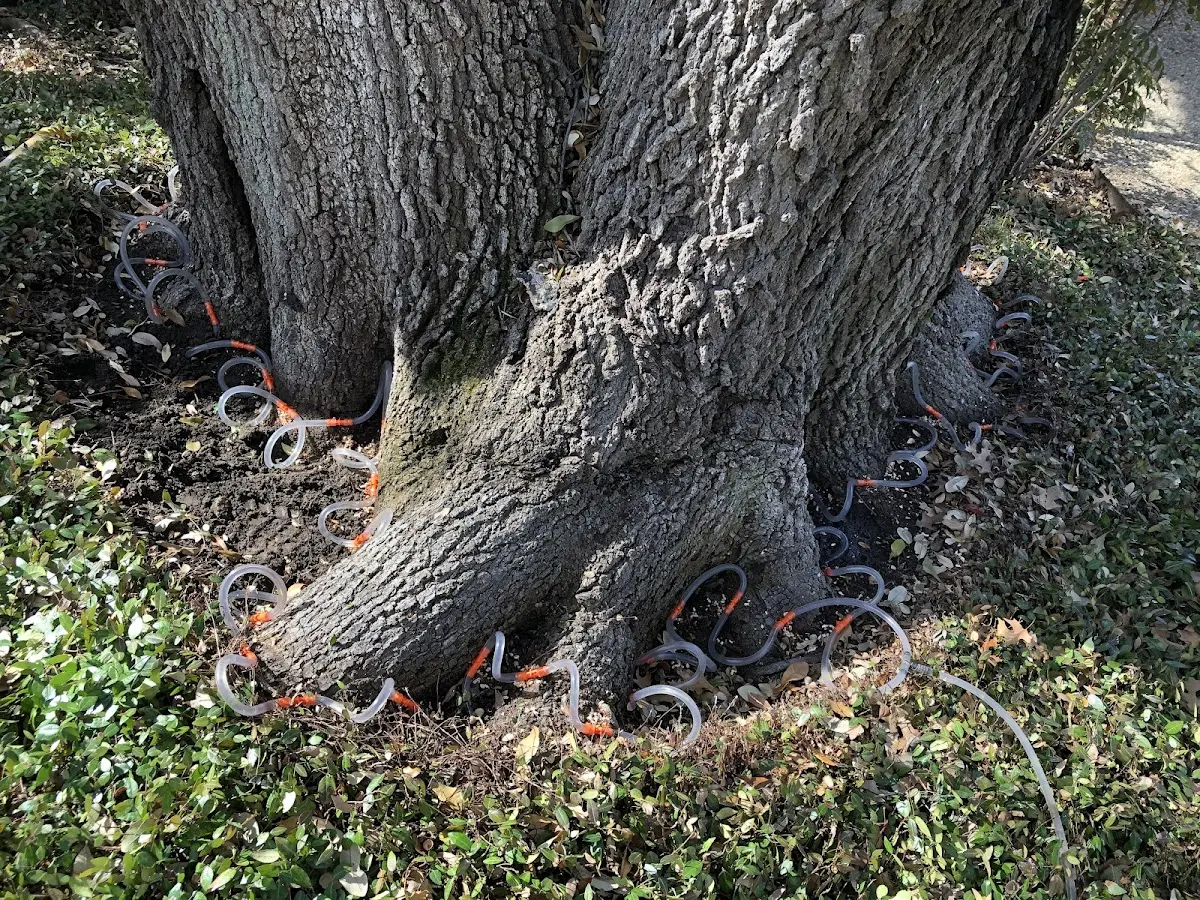 Detailed Tree Cabling and Bracing job site in Mishawaka