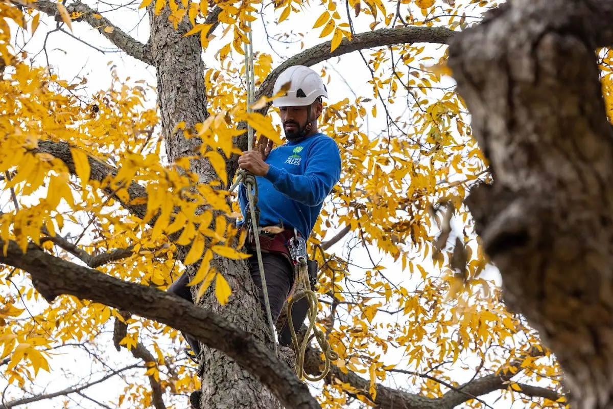 Skilled Storm Damage Cleanup crew working in Mishawaka