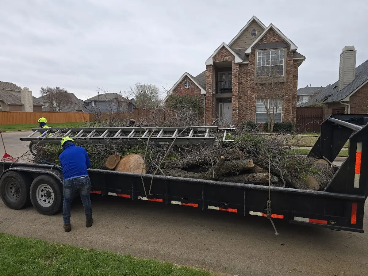 Expert Tree Removal with proper safety equipment in Mishawaka